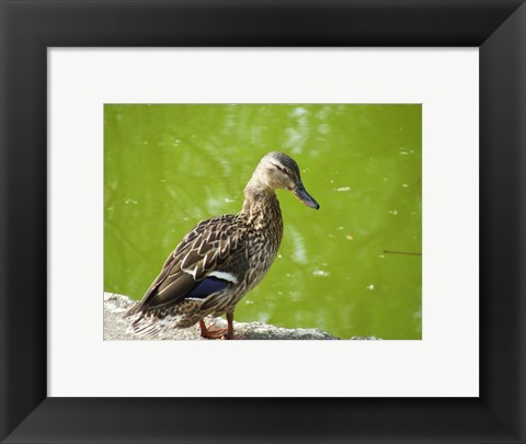 Framed Duck Print