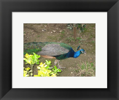 Framed Peacock Print