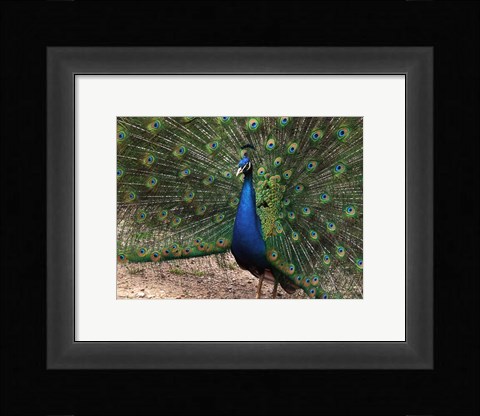 Framed Peacock Showing off Its Feathers Print