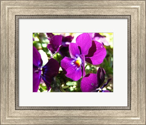 Framed Purple Pansy Print