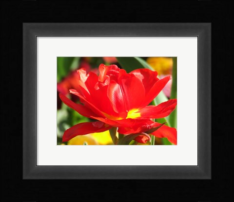 Framed Red Tulip Print