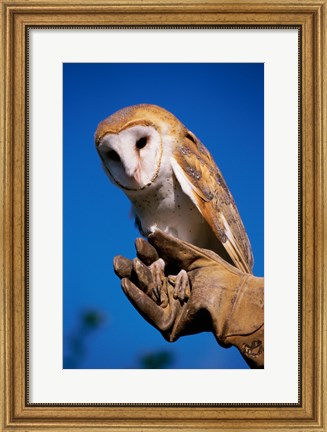 Framed Barn Owl on Hand Print