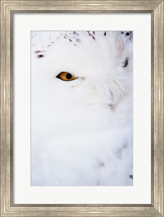 Framed Snowy Owl - white Print