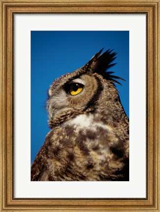 Framed Horned Owl Profile Print