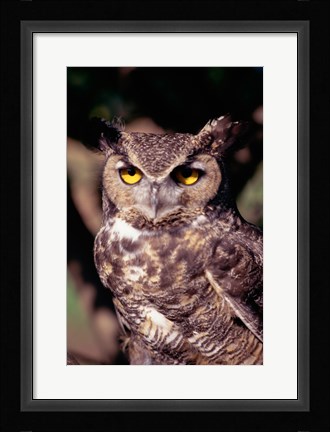 Framed Horned Owl Print