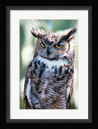 Framed Great Horned Owl Close Up Print