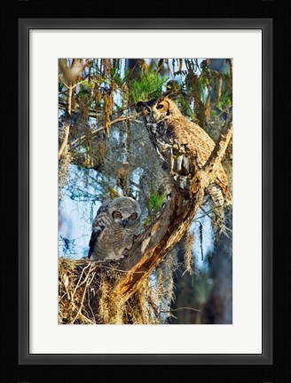 Framed Two Great Horned Owls Print