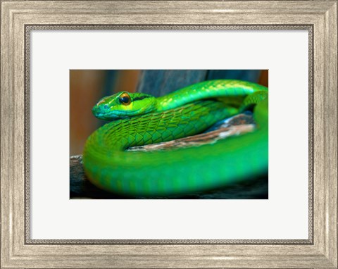 Framed Parrot snake Print