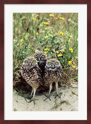 Framed Burrowing Owls Print