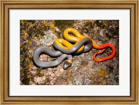 Framed Western Ringneck snake Print