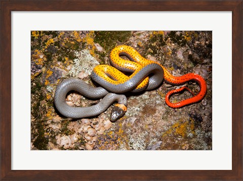 Framed Western Ringneck snake Print