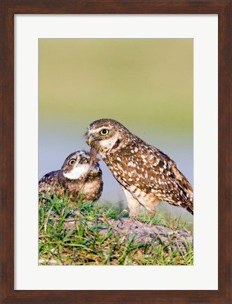 Framed Burrowing Owls Print