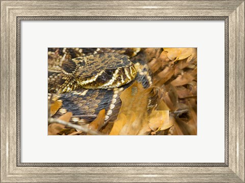Framed Eastern Diamondback rattlesnake Print
