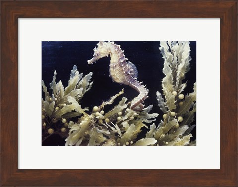 Framed Sea Horse photo Print