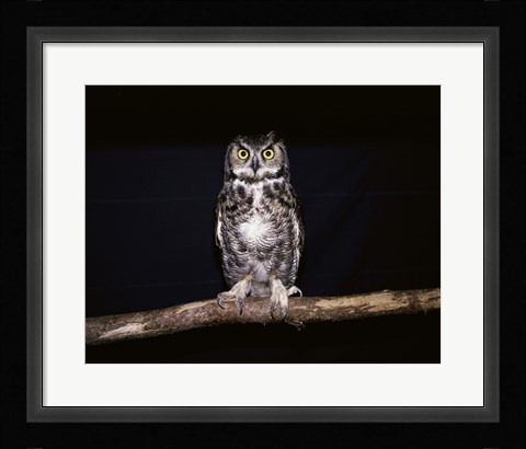 Framed Barred Owl Print