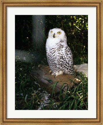 Framed Snowy owl sitting Print