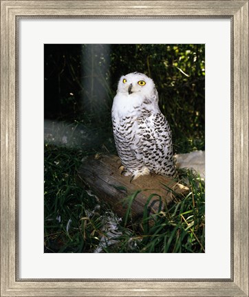 Framed Snowy owl sitting Print