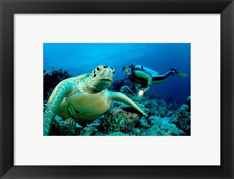 Framed Green Sea turtle - ocean Print