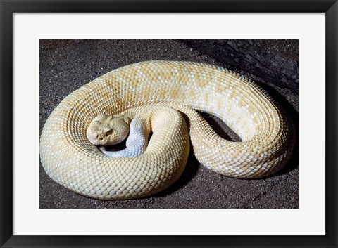 Framed Albino Rattlesnake Print