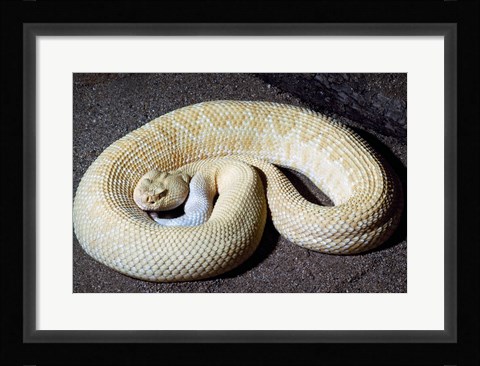 Framed Albino Rattlesnake Print