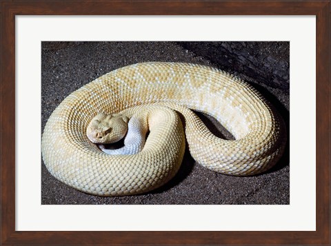 Framed Albino Rattlesnake Print