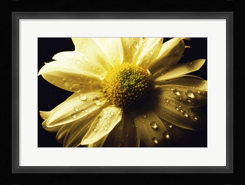 Framed Daisy Print