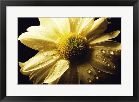 Framed Daisy Print