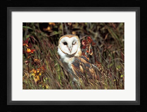 Framed Owl Print