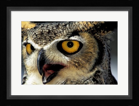 Framed Owl Print