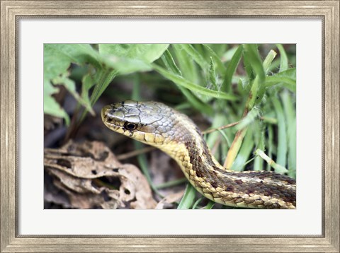 Framed Garter Snake Print
