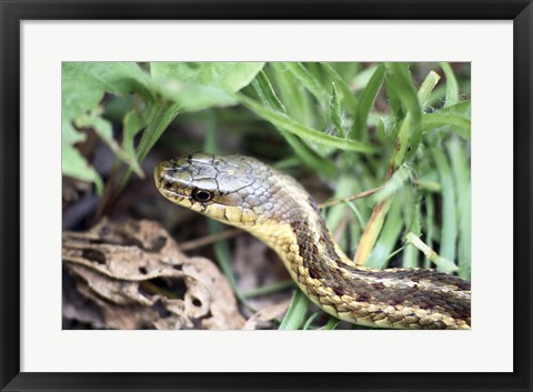 Framed Garter Snake Print