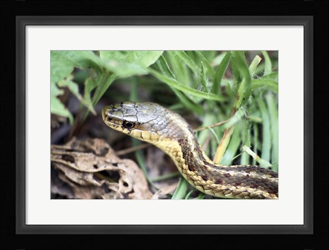 Framed Garter Snake Print