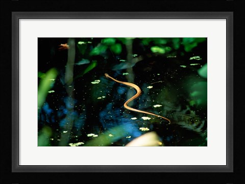 Framed Snake in the water Print