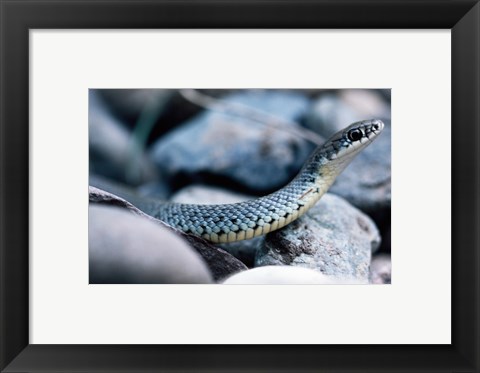 Framed Common Garter Snake Print