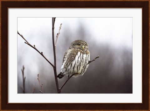 Framed Pygmy Owl Print