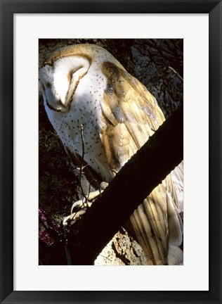 Framed Barn Owl Sleeping Print