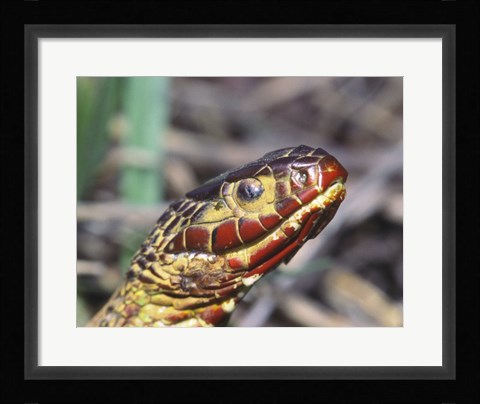Framed Red-bellied Water Snake Print