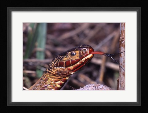 Framed Red-bellied Water Snake Print