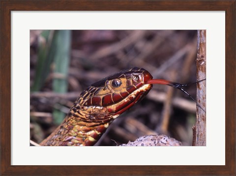 Framed Red-bellied Water Snake Print
