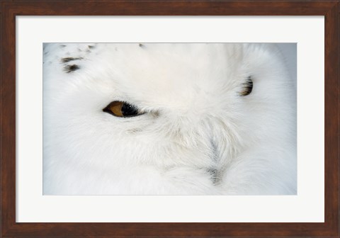 Framed Snowy Owl - eyes Print