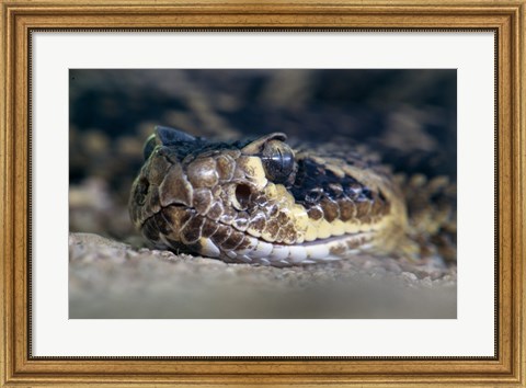 Framed Rattlesnake Print