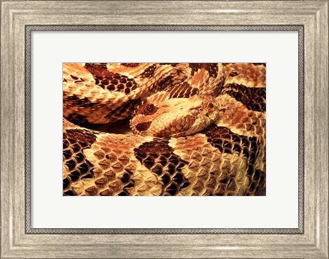Framed Canebrake Rattlesnake Print