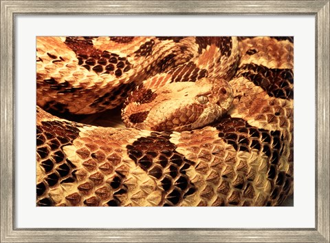 Framed Canebrake Rattlesnake Print