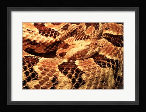 Framed Canebrake Rattlesnake Print