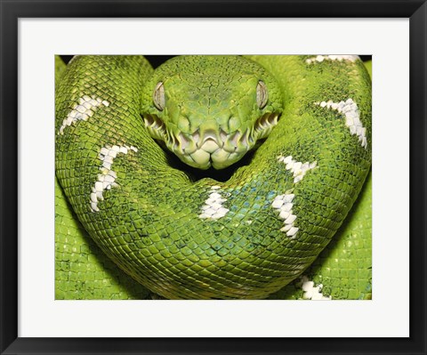 Framed Green Boa Snake Print