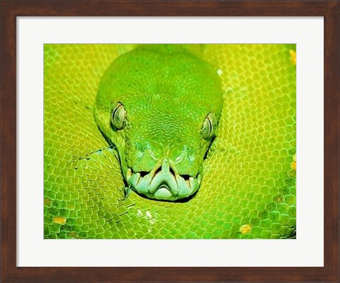 Framed Emerald Tree Boa Snake Head Print