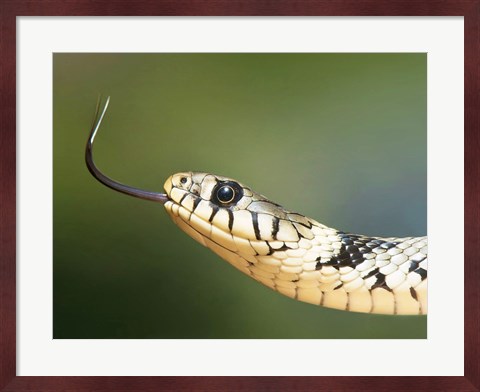 Framed European Grass Snake Closeup of Face Print