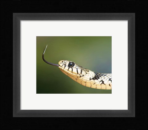 Framed European Grass Snake Closeup of Face Print