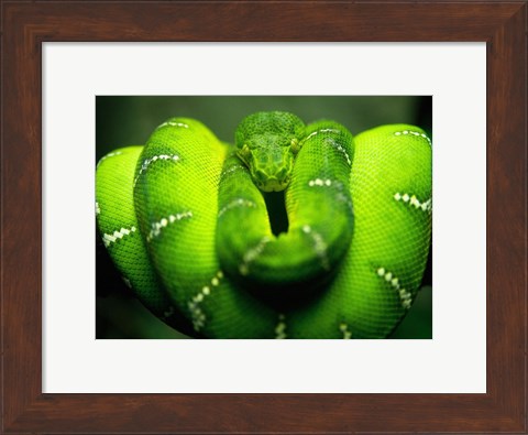 Framed Green Emerald Tree Python Snake Print