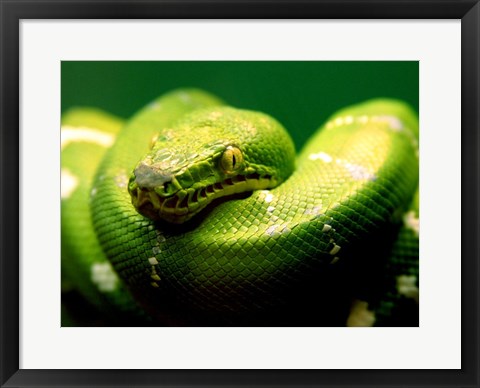 Framed Light Green Emerald Tree Boa Snake Print